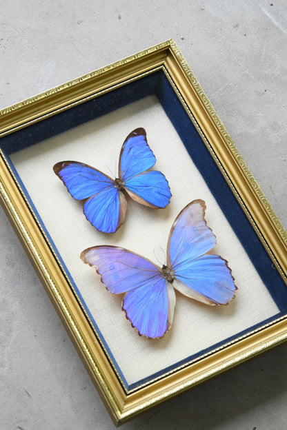 Pair of Framed Vintage Blue Butterflies