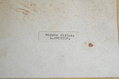 Pair of Framed Vintage Blue Butterflies