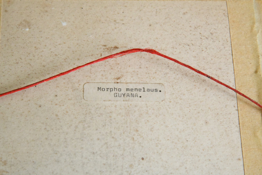 Pair of Framed Vintage Blue Butterflies