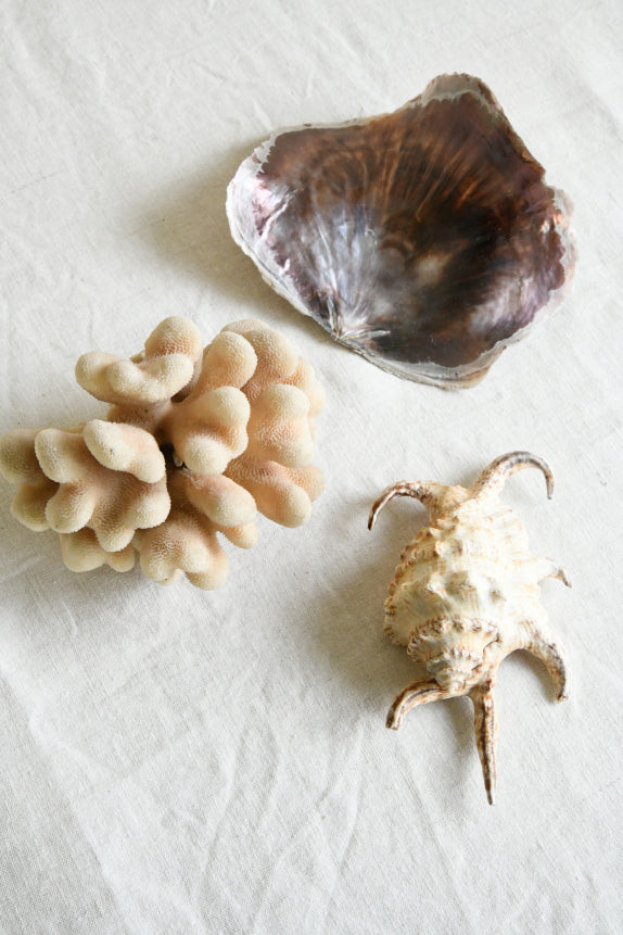Decorative Coral & Shells