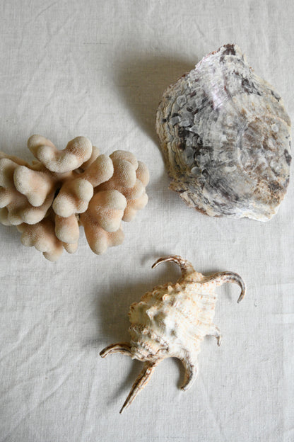 Decorative Coral & Shells