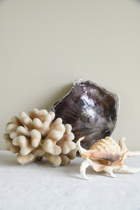Decorative Coral & Shells