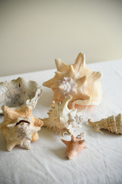 Collection Decorative Natural Sea Shells