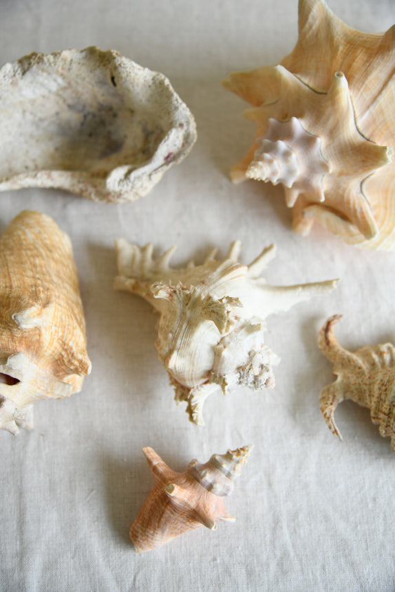 Collection Decorative Natural Sea Shells