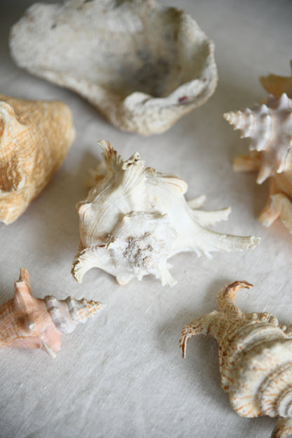 Collection Decorative Natural Sea Shells