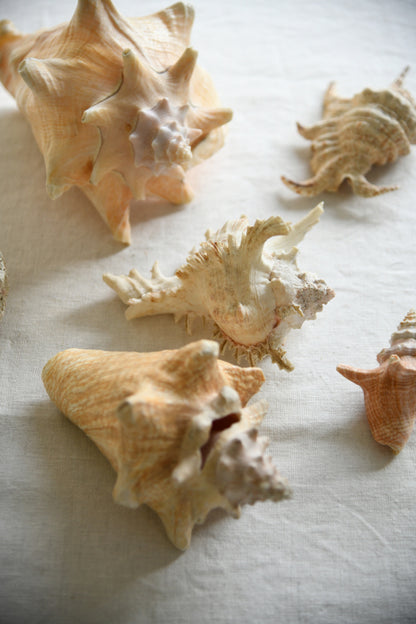 Collection Decorative Natural Sea Shells