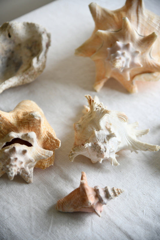 Collection Decorative Natural Sea Shells