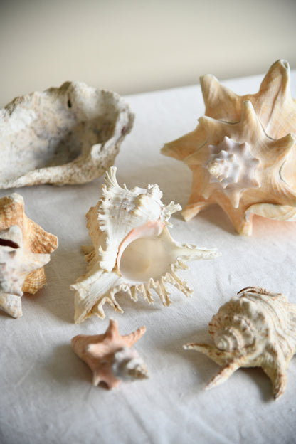 Collection Decorative Natural Sea Shells