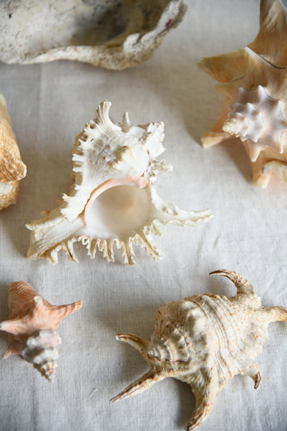 Collection Decorative Natural Sea Shells