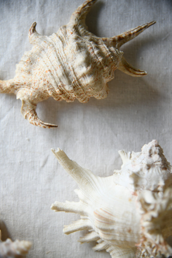 Collection Decorative Natural Sea Shells