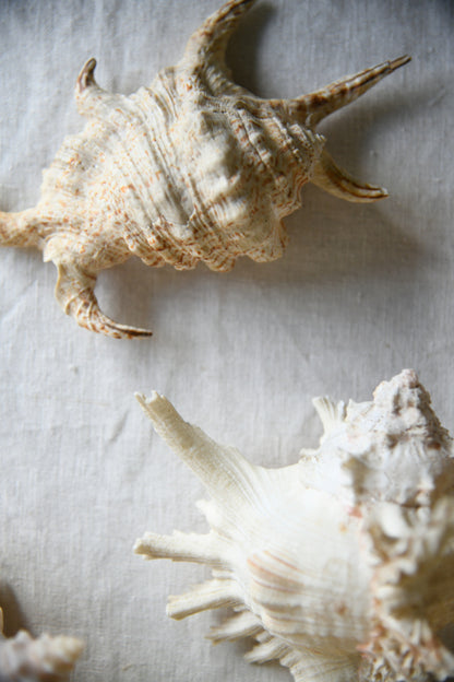 Collection Decorative Natural Sea Shells