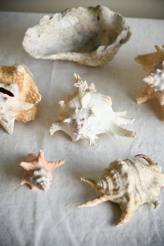 Collection Decorative Natural Sea Shells