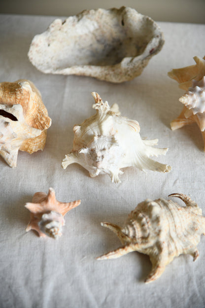 Collection Decorative Natural Sea Shells