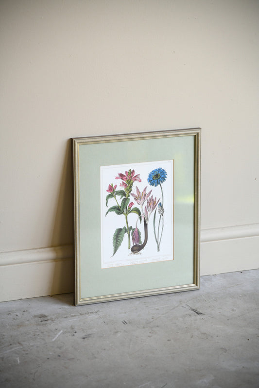 Framed Botanical Illustration