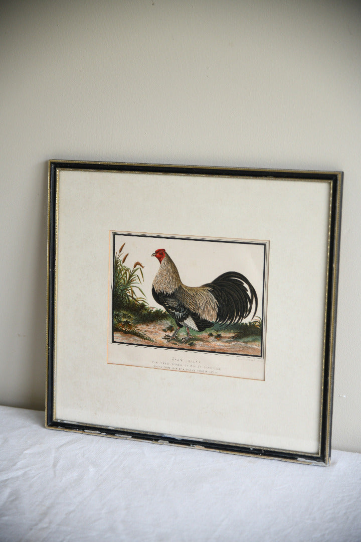 19th Century Ayam Jallak Malay Game Cock Colour Lithograph