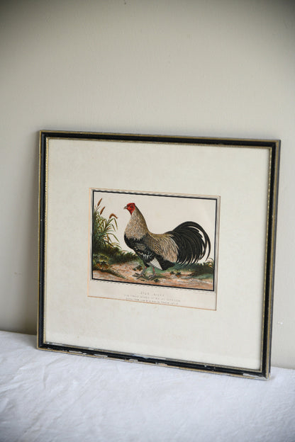19th Century Ayam Jallak Malay Game Cock Colour Lithograph