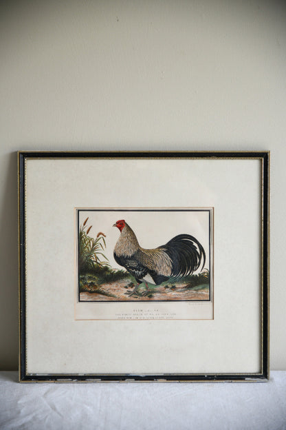 19th Century Ayam Jallak Malay Game Cock Colour Lithograph