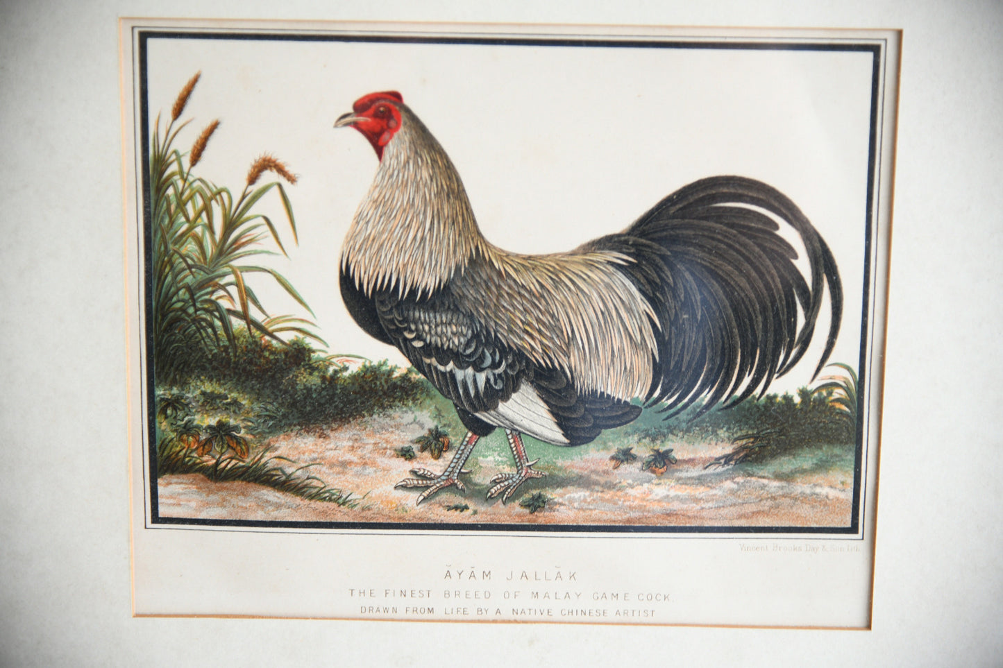 19th Century Ayam Jallak Malay Game Cock Colour Lithograph