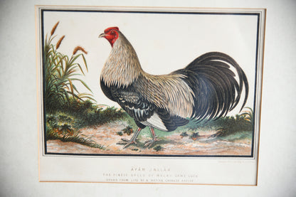 19th Century Ayam Jallak Malay Game Cock Colour Lithograph