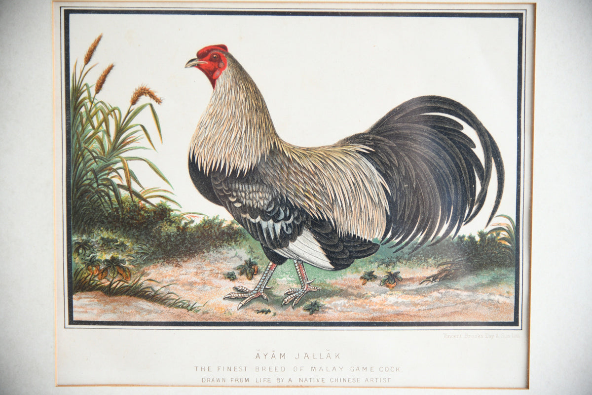 19th Century Ayam Jallak Malay Game Cock Colour Lithograph