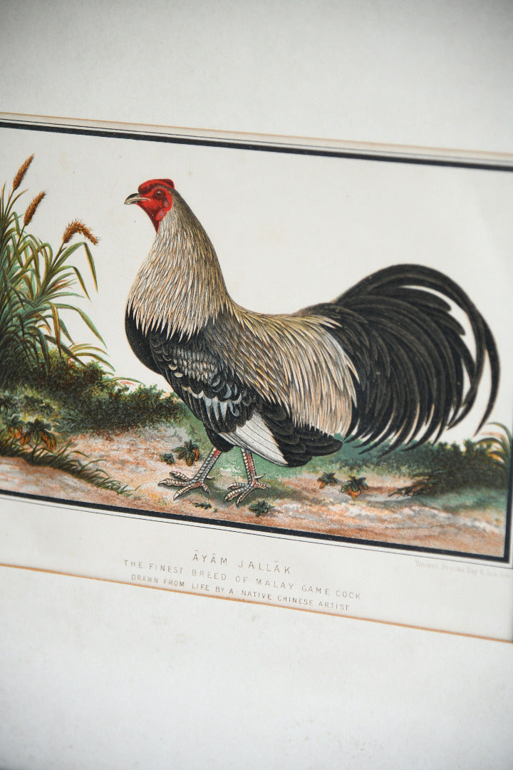 19th Century Ayam Jallak Malay Game Cock Colour Lithograph