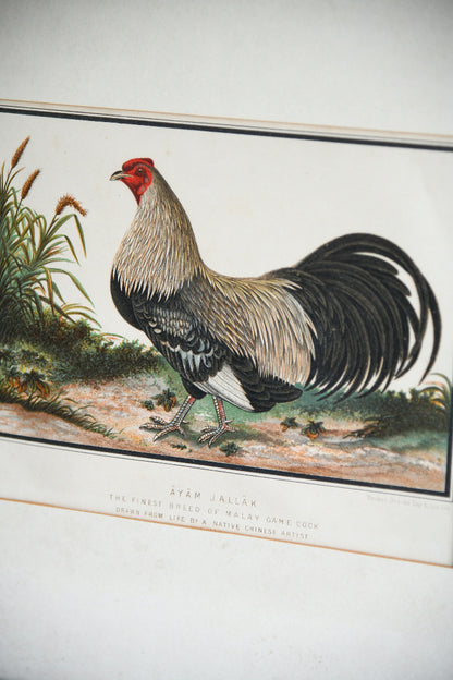 19th Century Ayam Jallak Malay Game Cock Colour Lithograph