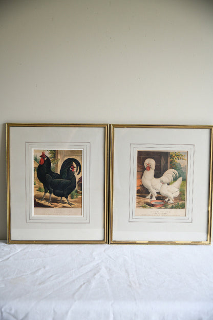 Pair of 19th Century Poultry Colour Lithographs