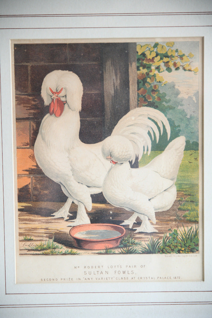 Pair of 19th Century Poultry Colour Lithographs
