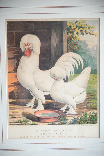 Pair of 19th Century Poultry Colour Lithographs
