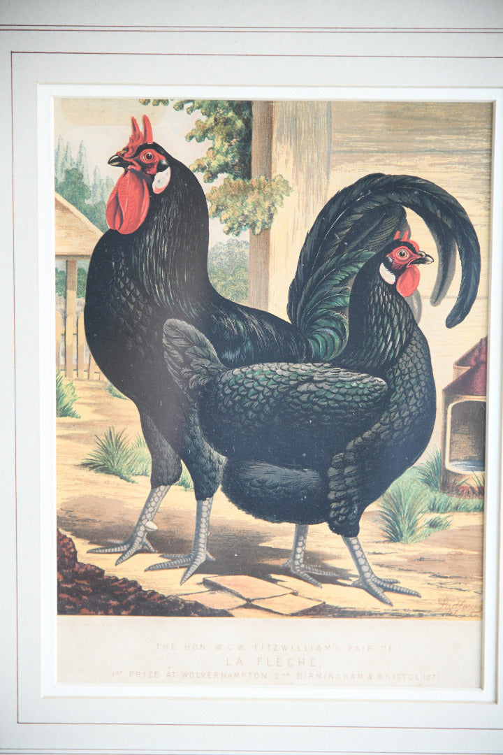 Pair of 19th Century Poultry Colour Lithographs