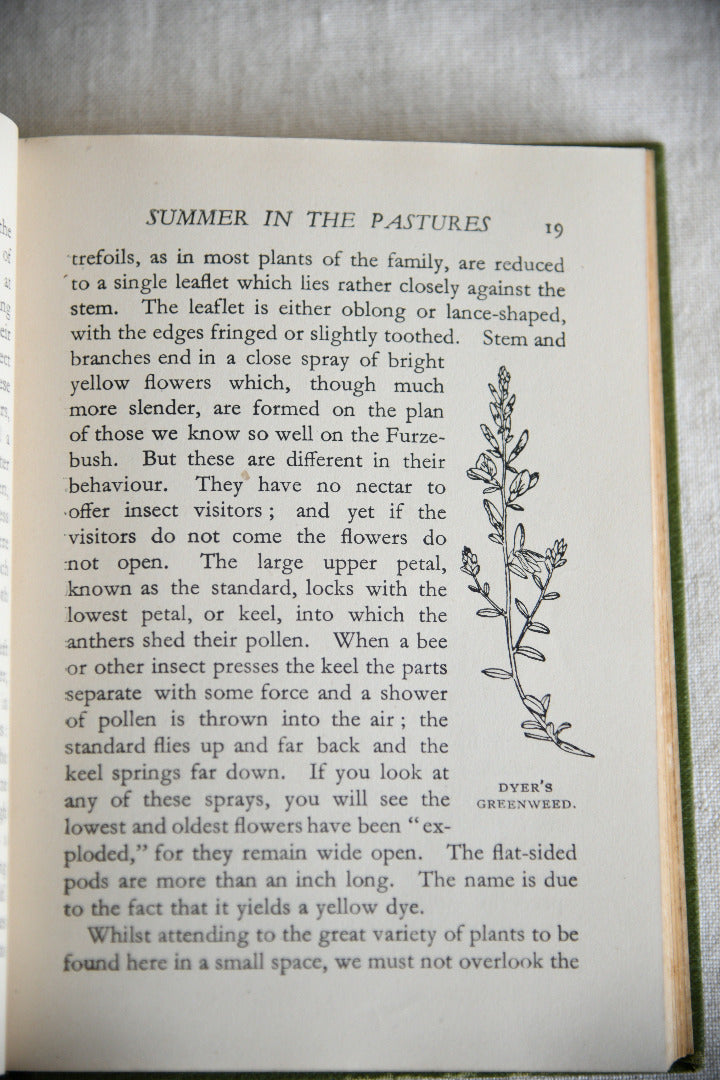 Nature Rambles: Summer to Autumn by Edward Step