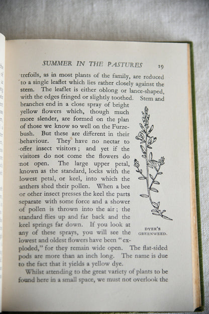Nature Rambles: Summer to Autumn by Edward Step