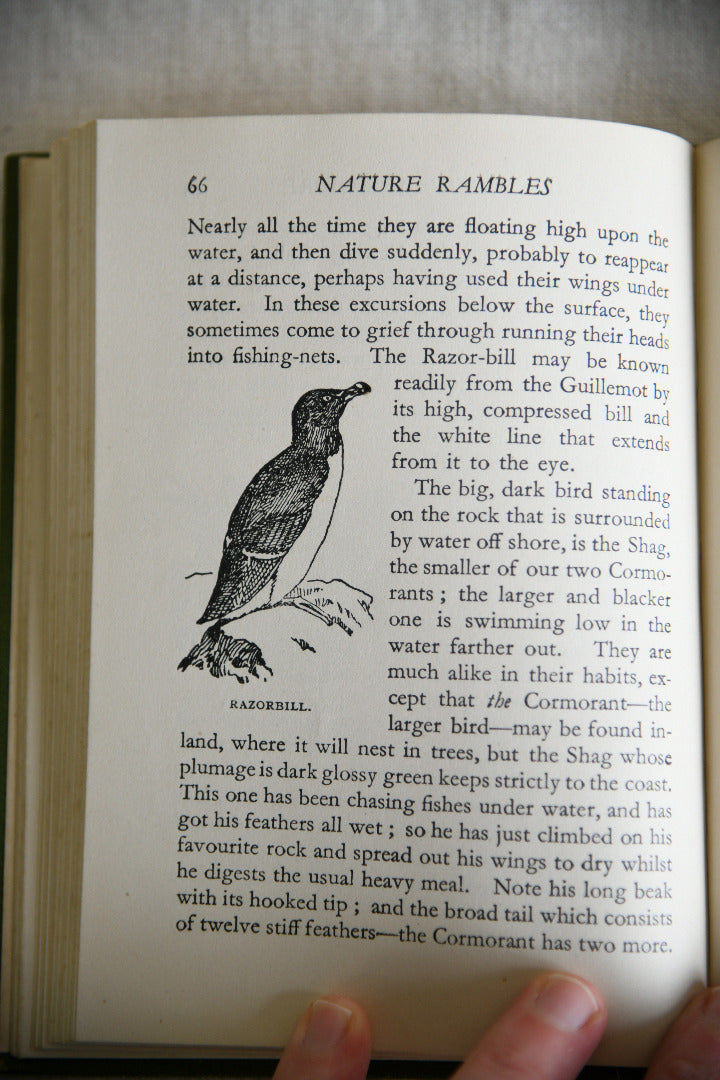 Nature Rambles: Summer to Autumn by Edward Step
