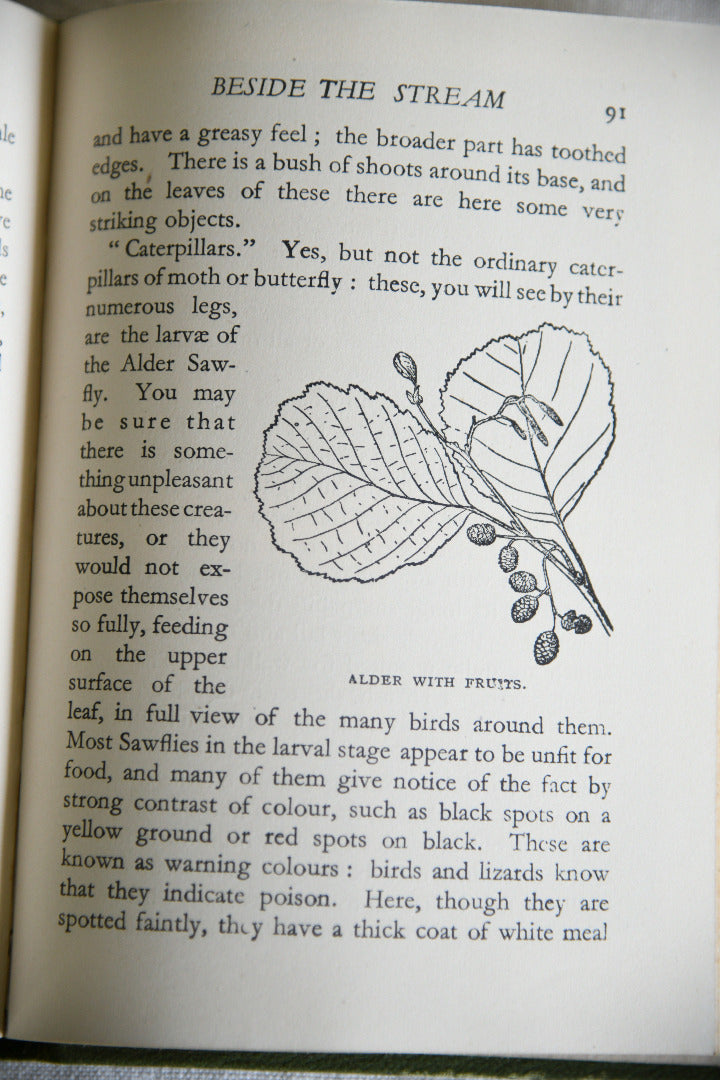 Nature Rambles: Summer to Autumn by Edward Step