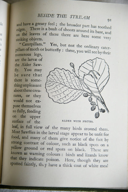 Nature Rambles: Summer to Autumn by Edward Step