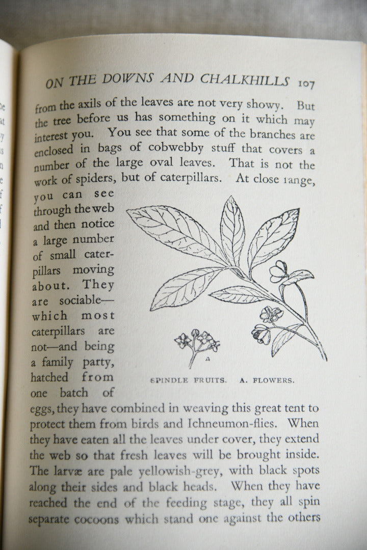 Nature Rambles: Summer to Autumn by Edward Step