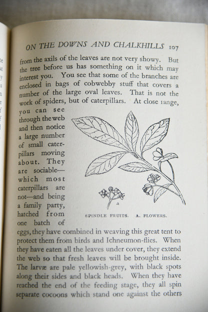 Nature Rambles: Summer to Autumn by Edward Step