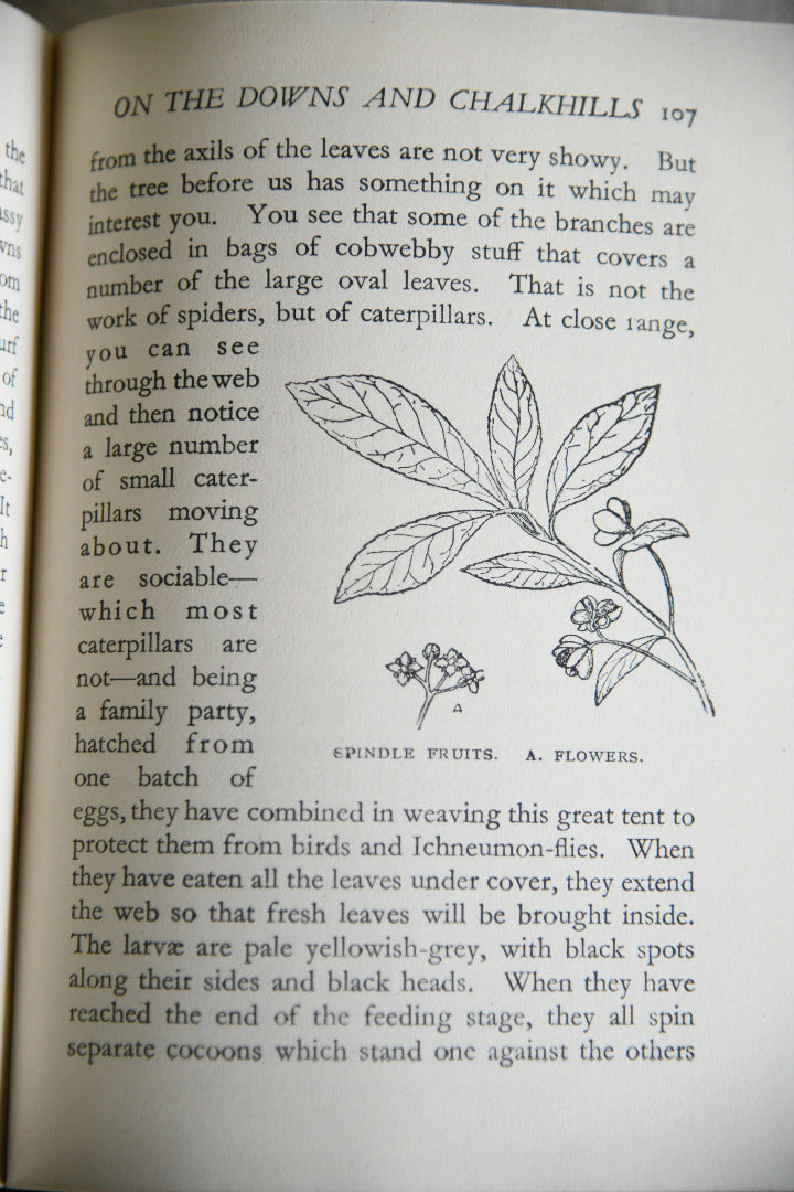 Nature Rambles: Summer to Autumn by Edward Step