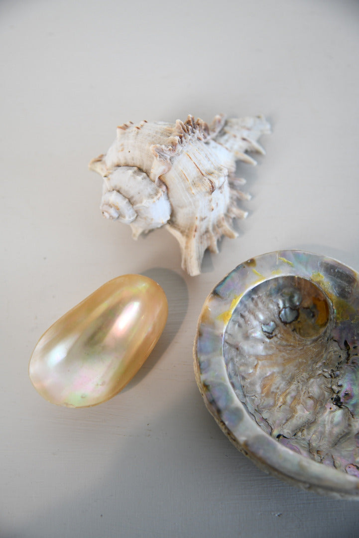 Shells Retro 3 Vintage Shells – Kernow Furniture