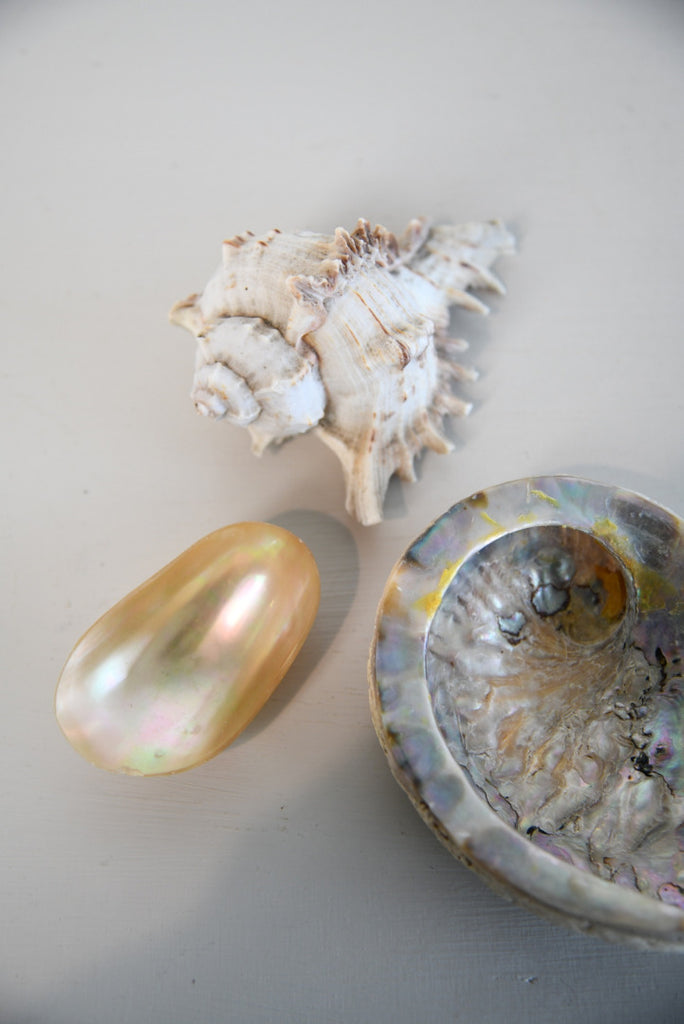 3 Vintage Shells