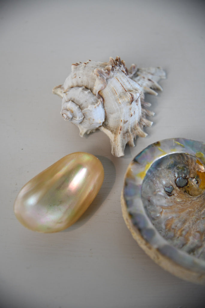 3 Vintage Shells