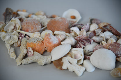 Collection of Shells & Coral