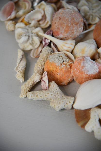 Collection of Shells & Coral