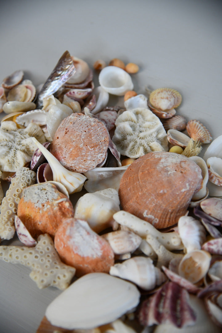 Collection of Shells & Coral