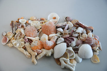 Collection of Shells & Coral