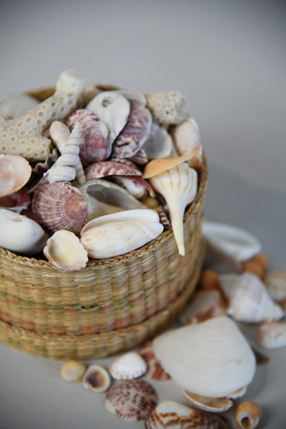 Collection of Shells & Coral