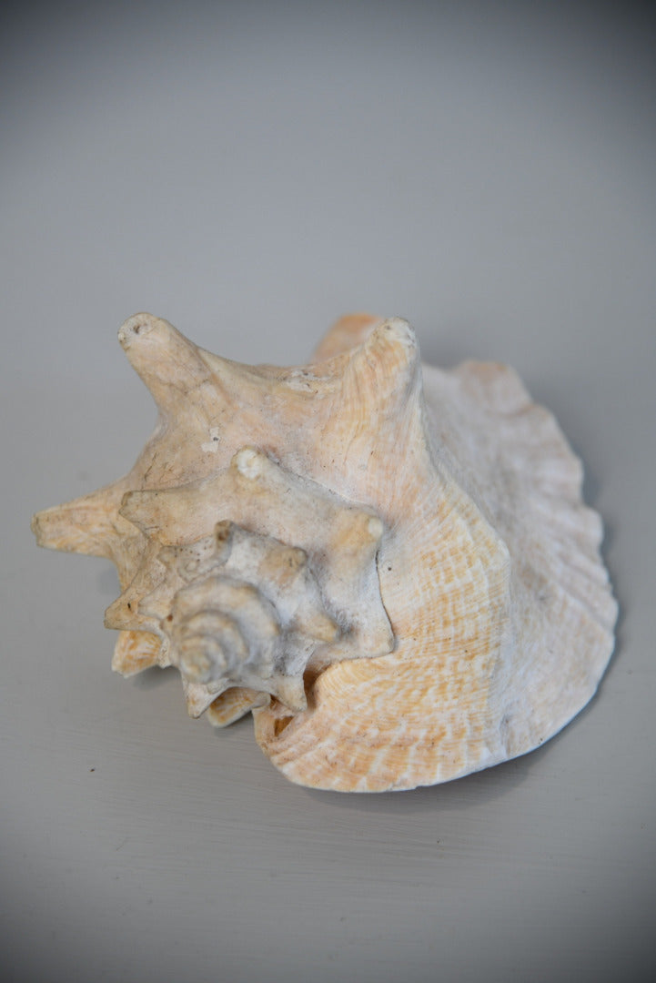 Large Conch Shell