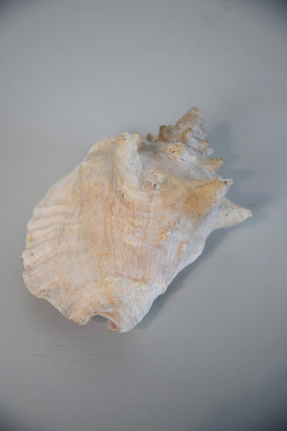 Large Conch Shell