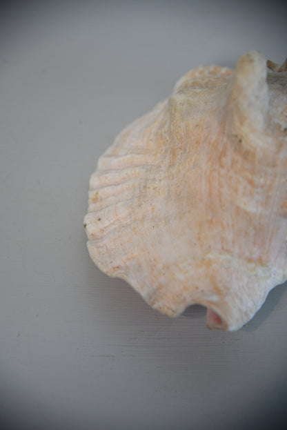 Large Conch Shell