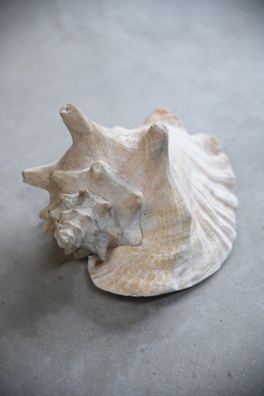 Large Conch Shell